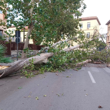 Crollo albero ingresso spogliatoi Cantiere Navale. Dichiarazione consigliera Di Gangi
